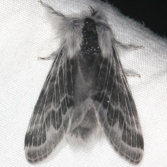 7674 Small Tolype Moth Faver-Dykes St Pk Fl 2-22-15