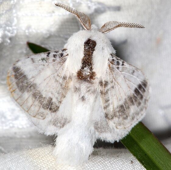 7675 Tolype minta BG Southern Tolype Cypress Glenn Silver Lk Fl 3-21-23