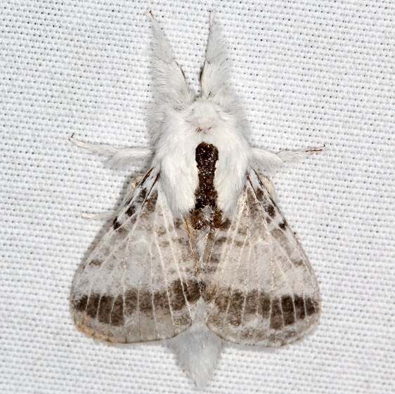 7675-Tolype-minta-BG-Southern-Tolype-Cypress-Glenn-Silver-Lk-Fl-3-21-23-2