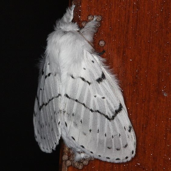 7683 Dot-lined White On Laundry Rm Door yard 10-14-13