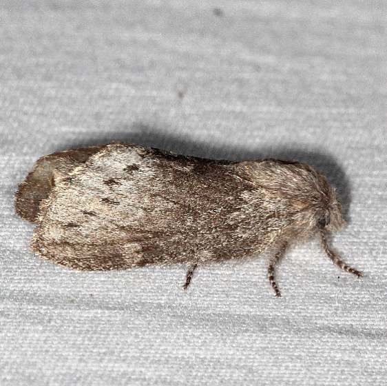 7685 Rileys Lappet Moth yard 8-19-19