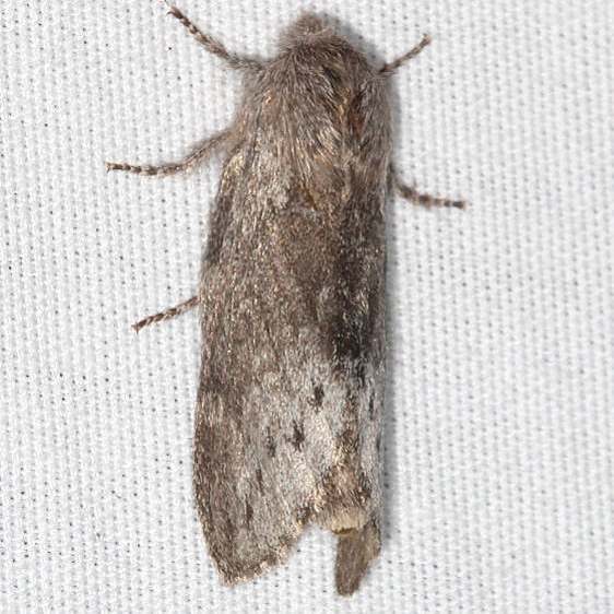 7685-Rileys-Lappet-Moth-yard-8-19-19-2_opt