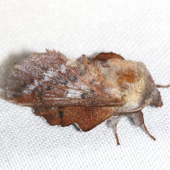 7687 American Lappet Moth Thunder Lake UP Mich 6-23-12