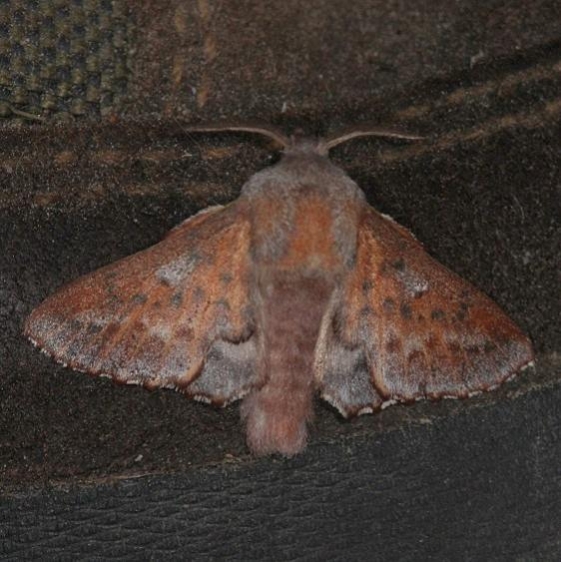7687 American Lappet Moth Thunder Lake UP Mich 6-21-14