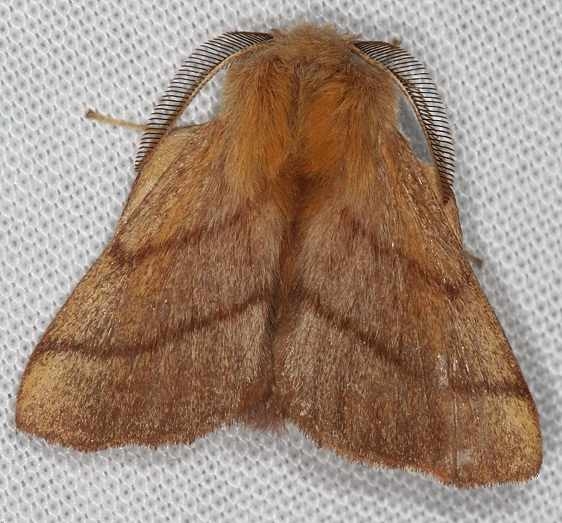 7698 Forest Tent Caterpillar Moth Lake of the Woods Ontario 7-18-16 (5a)_opt