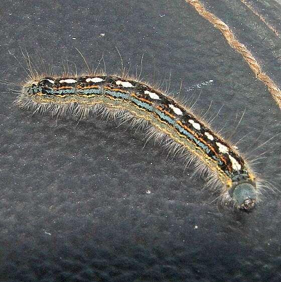 7698 Forest Tent Caterpillar-Shell-Bluff-Co-Pk-Fl-3-19-21