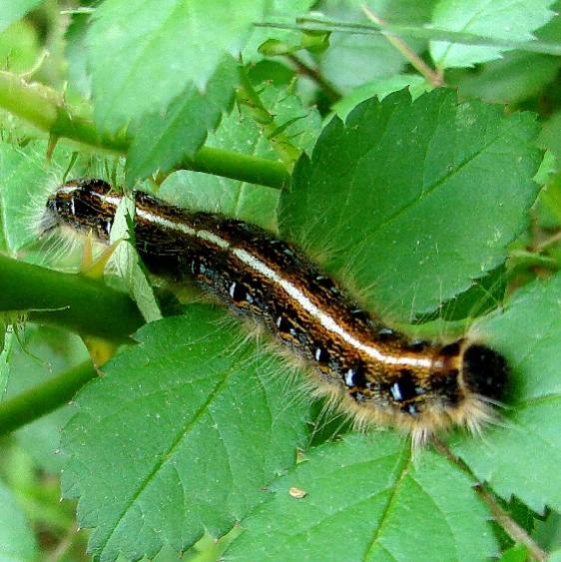 7701 Eastern Tent Carperpillar Zaleski State Forest Vinton Co Oh 5-8-10