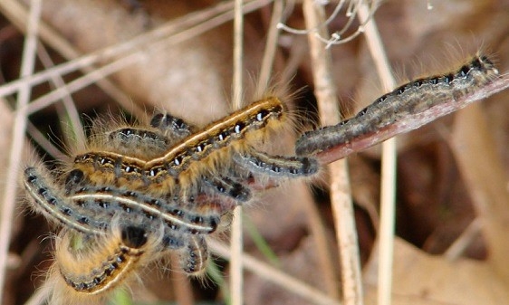 7701 Eastern Tent Caterpillar Dorr Run Oh 5-2-09