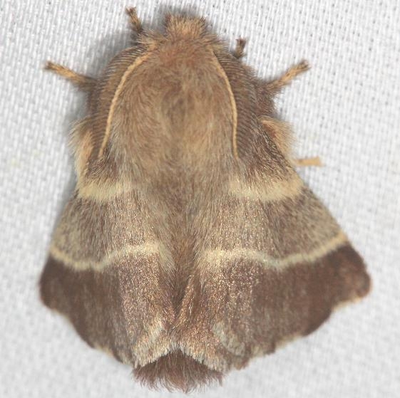 7701 Eastern Tent Caterpillar yard 6-5-13