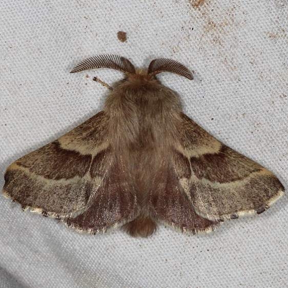7702 Western Tent Caterpillar Moth Devil's Canyon Campground National Forest Utah 6-7-17 (102)_opt