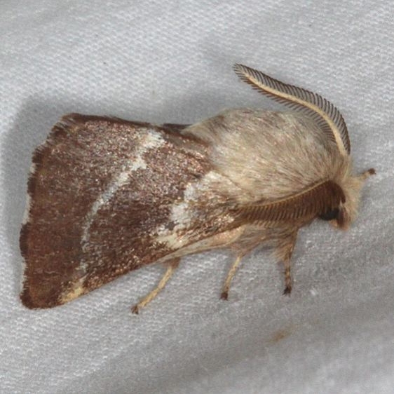 7702 Western Tent Caterpillar Moth White House Campground Grand Staircase Escalante Utah 5-26-17 (12)_opt