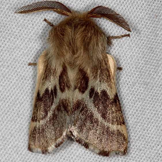 7703 Southwest Tent Caterpillar Moth White House campground Grand Staircase Escalnte Utah 5-25-17 (12)_opt