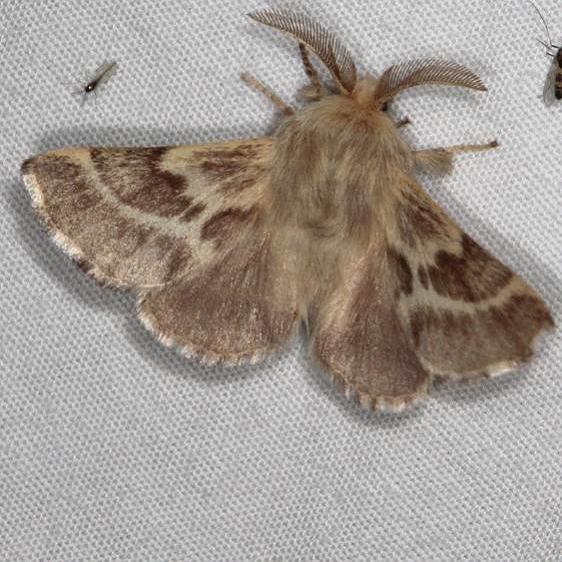 7703 Southwest Tent Caterpillar Moth White House campground Grand Staircase Escalnte Utah 5-25-17 (13)_opt