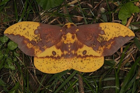 7704 Imperial Moth yard 7-10-15