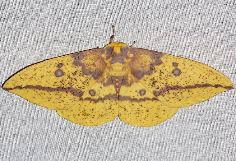 7704 Imperial Moth yard 7-28-13
