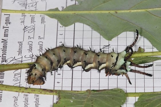 7706 Hickory Horned Devil Ancient Trail Darby Matro 8-30-16_opt
