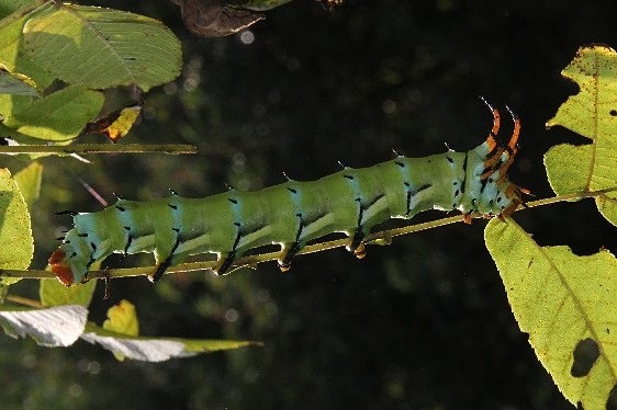 7706 Hickory Horned Devil on Walnut Clearcreek Metro 8-31-15