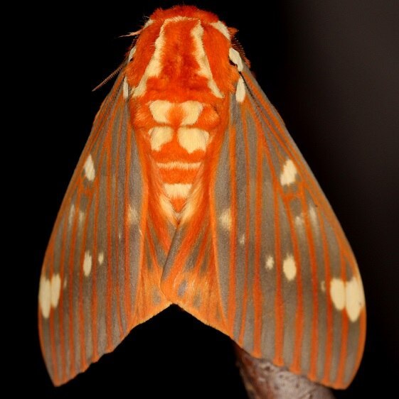 7706-Regal-Moth-Mothapalooza-Arc-of-Appalachia-7-17-21
