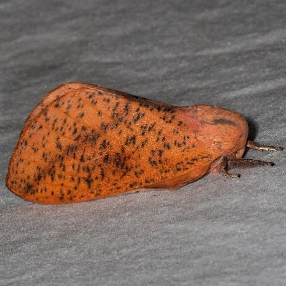 7709 Honey Locust Moth without white marks yard 8-13-15