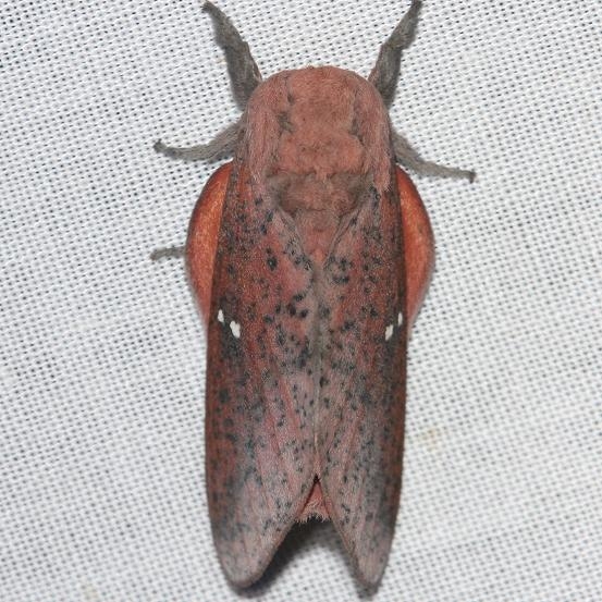 7709 Honey Locust Moth yard 5-11-12
