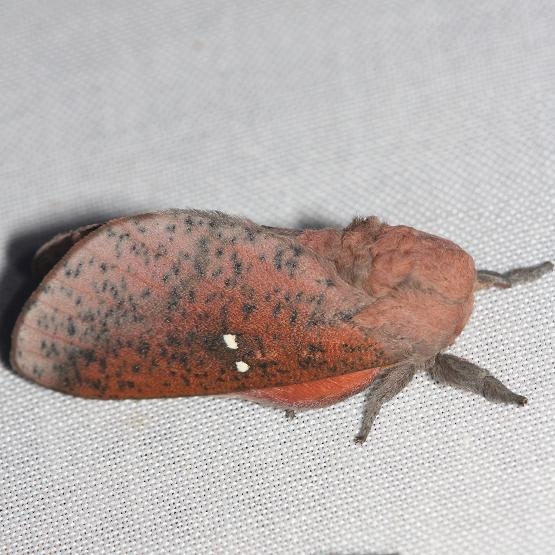 7709 Honey Locust Moth yard 5-11-12