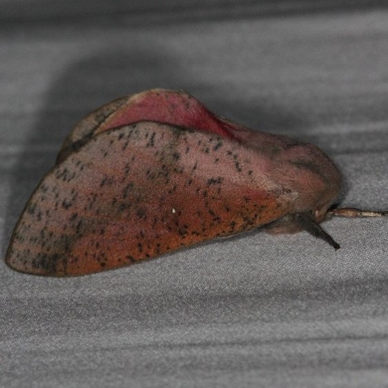 7709 Honey Locust Moth yard 6-7-14