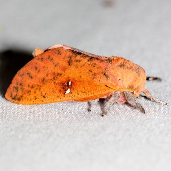 7709 Honey Locust Moth yard 7-25-12