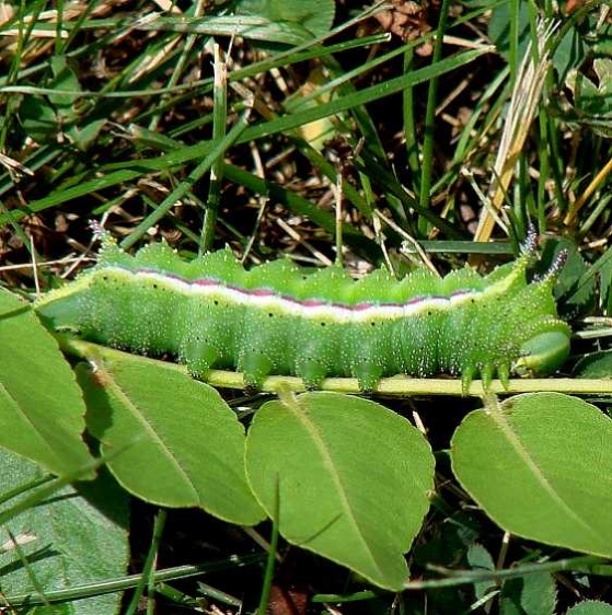 7709 Honey locust Caterpillar yard 6-28-07