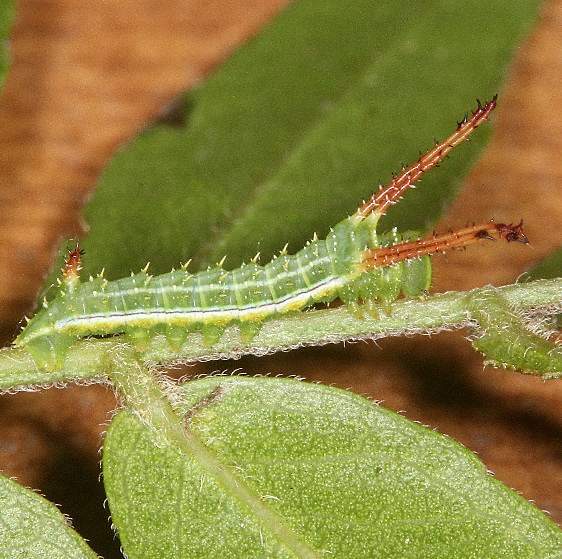 7712 Bisected Honey Locust Moth Caterpillar on Sunburst Locust Leaf 2nd instar yard 7-4-19