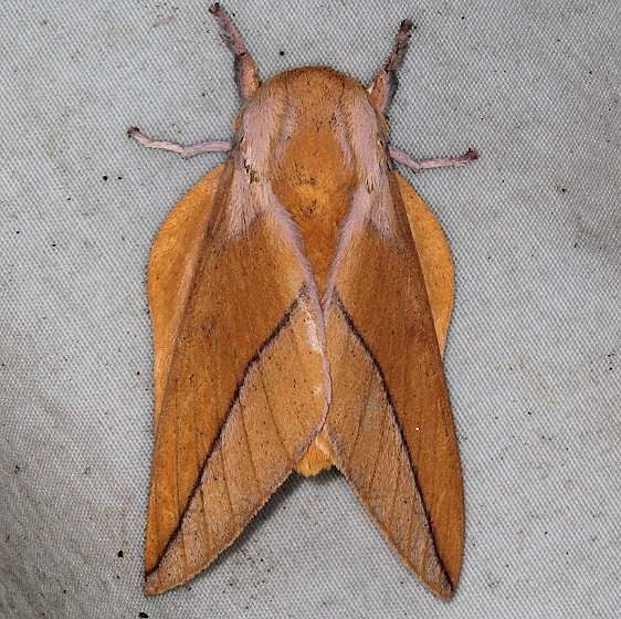 7712 Bisected Honey Locust Moth yard 6-13-18 (1)_opt