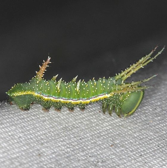 7712 Bisected Honey Locust caterpillar bisected Honey locust moth BG early instar yard 8-30-18 (3)_opt