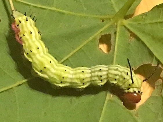 7715 Rosy Maple Caterpillar Pike Oh 8-25-17_opt