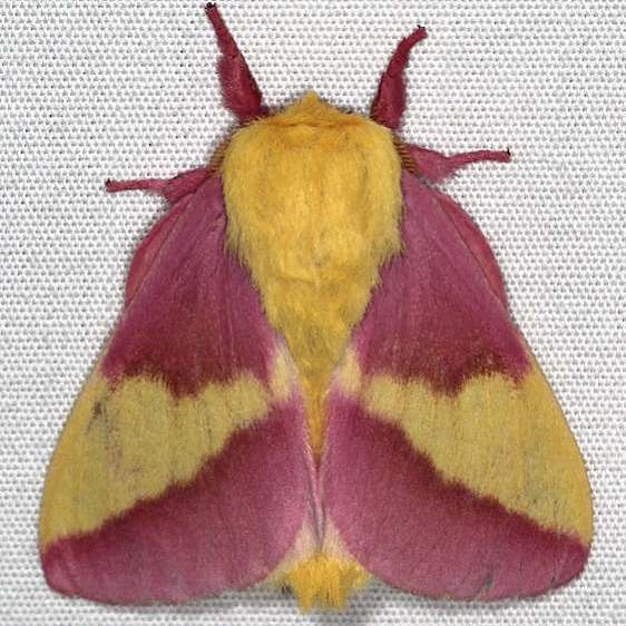 7715 Rosy Maple Moth Cabin 14 Shawnee St Pk 7-1-20