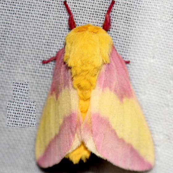 7715 Rosy Maple Moth Thunder Lake UP Mich 6-23-12