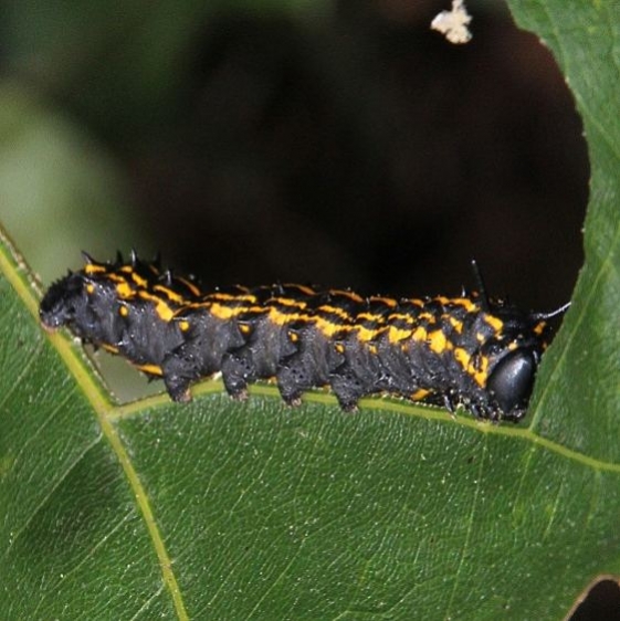 7719 Orange Striped Oakworm Moth Clearcreek Metro butterfly transect 9-4-15