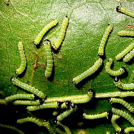 7719 Orange Tipped Oakworm Moth caterpillers Oak Openings Oh 7-16-11