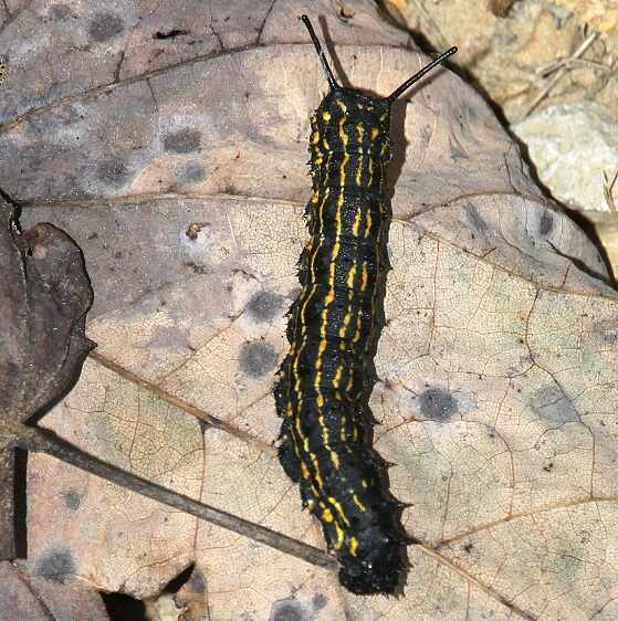 7719 Orange striped Oakworm Bridal trail 5 Shawnee St Forest Oh 9-26-20