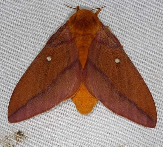 7723 Anisota virginiensis Collier Seminole St Pk 3-2-14