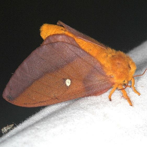 7723 Pink-striped Oakworm Moth Burr Oak Cove Wayne Natl Forest Oh 8-5-18 (24)_opt