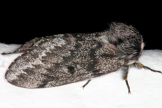 7725 Coloradia doris Bluewater Lake St Pk New Mexico 5-22-17 (20)_opt