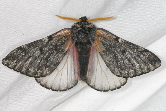 7725 Doris' Pinemoth Fool Hollow Lake St Pk Ariiz 5-23-17 (98)_opt