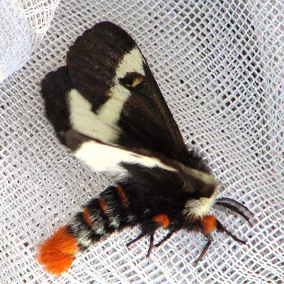 7730 Buck Moth male Clear Creek Metro Park Oh 10-30-08