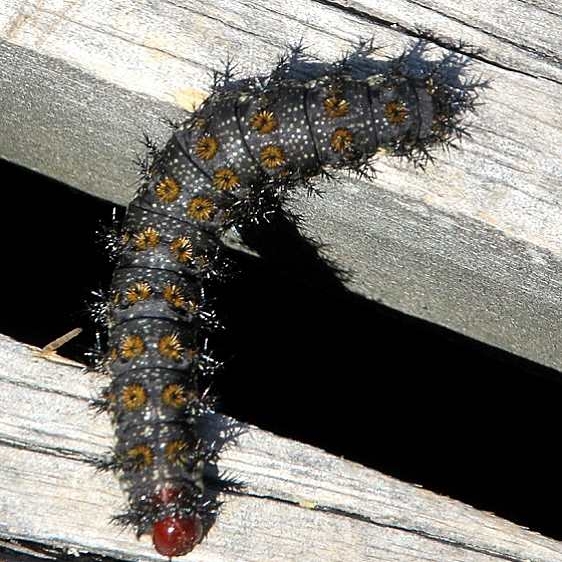 7732 New England Buck Moth Seney Wildlife UP Mich 6-29-18 (13)_opt