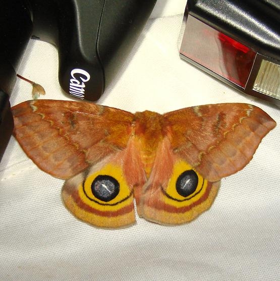 7746 Io Moth Jenny Wiley Ky 4-26-12