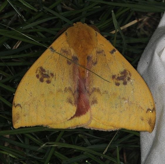 7746 Io Moth yard 7-2-14
