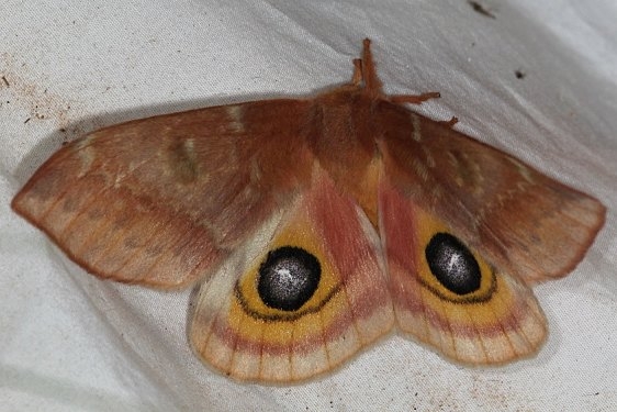 7748 Automeris cecrops Devil's Canyon Manti-La Sal Natl Forest Utah 6-8-17 (39)_opt