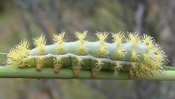 7749.2 Automeris patagoniensis Parker Canyon Lake Az 9-8-12