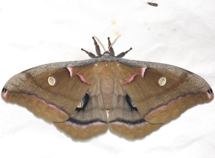 7757 Polythemus Moth female laid eggs on sheet and one on Mary's sock Obed River shed Tenn 8-26-12