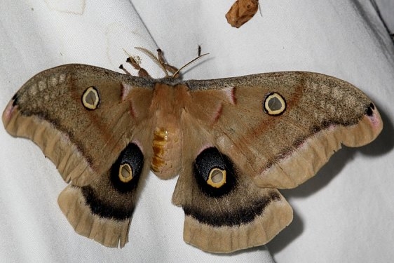 7757 Polythemus Moth yard 5-27-15 (4)_opt