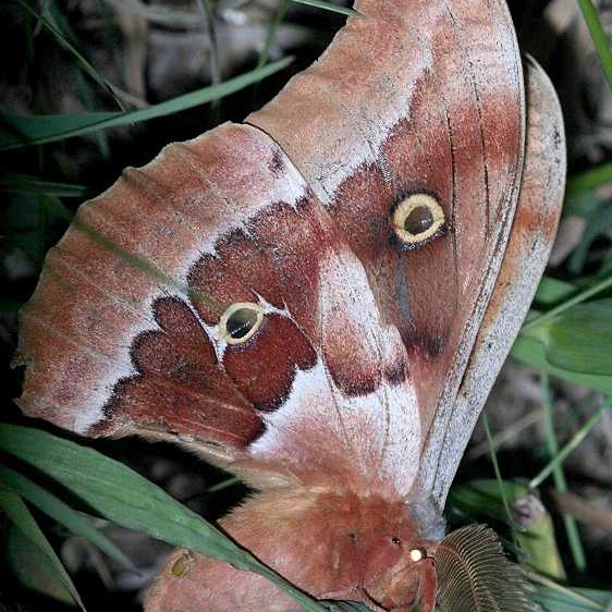 7757.1 Western Polyphemus Moth Black Canyon at the Gunnison Natl Pk Colorado 6-13-17 (29)_opt